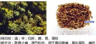 郁香的功效和作用：探讨其药材作用、别名及主治