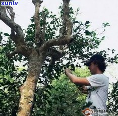 什么叫古树普洱茶？从定义、特点到区别，一文带你熟悉