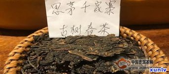 半坡寨古树茶：特点、价值与品鉴