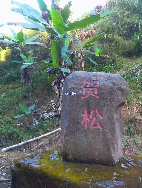 半坡寨普洱茶生茶-半坡寨古树普洱茶