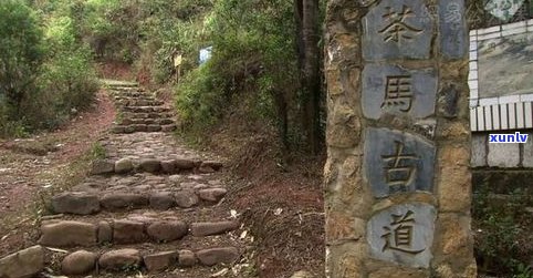 茶马古道的普洱茶-茶马古道的普洱茶价格