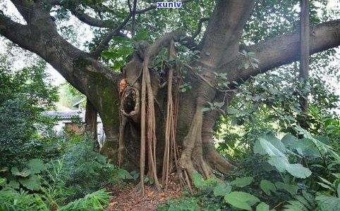 普洱茶基地茶农古树茶直销：原产地价格，纯正口感，一站式选购