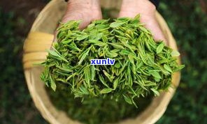 普洱茶内的茶元素-普洱茶内的茶元素含量