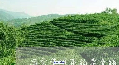 云南普洱极品茶皇：皇茶、皇家茶园与价格全解析
