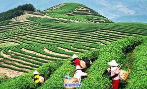 云南普洱极品茶皇：皇茶、皇家茶园与价格全解析