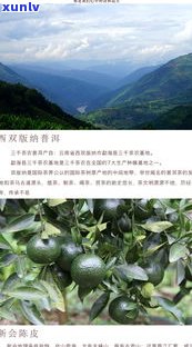 永德古树熟茶：价格表与市场行情全解析