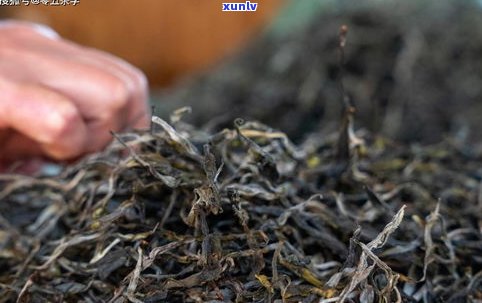 预防普洱茶生虫的有效  与措施