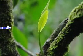 普洱茶都是古树茶-普洱茶都是古树茶吗