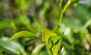 普洱茶干茶的口感-普洱茶干茶的口感特点