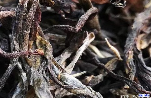 普洱茶生茶的用途及其作用解析