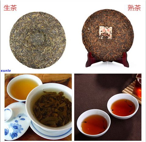 普洱紧压茶：熟茶与生茶的区别及功效解析