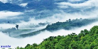 普洱茶山系：全面解读两大山系特色与口感，高清分布图一览无余