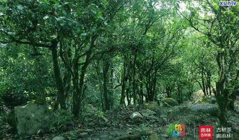 普洱茶山自然优势：独特地理环境、丰富生物资源与气候条件