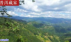 普洱茶熟茶价格357克：南糯山特级、具体金额与图片全览