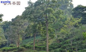 普洱茶熟茶价格357克：南糯山特级、具体金额与图片全览