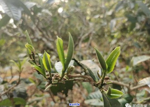 普洱茶坝糯产地、特点与价格全解析：海拔与古树品种