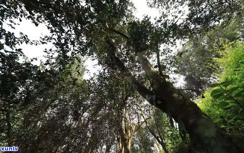 普洱茶坝糯产地、特点与价格全解析：海拔与古树品种