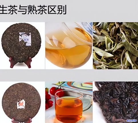 乔木普洱茶生茶好吗？详解乔木生普洱茶的特点、区别及357克价格