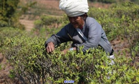 古树茶台地茶：从基本概念到简单鉴别 *** 与茶叶底区别图