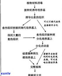 玉石的成分化学式：探究其构成与性质