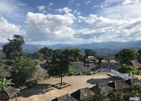 景迈古茶林普洱茶-普洱景迈山古茶林