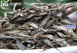 极品生普洱茶散茶-极品普洱生茶图片