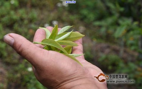 散茶普洱茶的配方-散茶普洱茶的配方大全