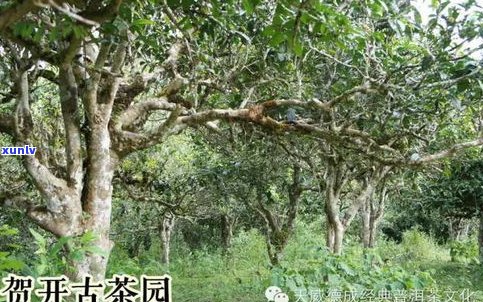 古树普洱茶叶：价格、鉴别  与叶片特征全解析