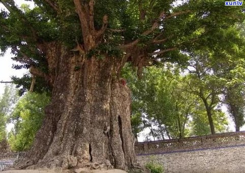 古树普洱茶树：形态、图片与树龄解析