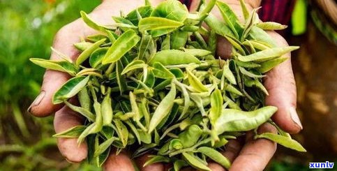 江山美人茶价格表：了解这款茶叶的价格与图片信息