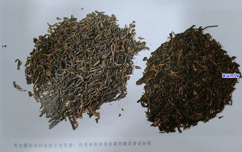 普洱茶最极品的茶-普洱茶最极品的茶种