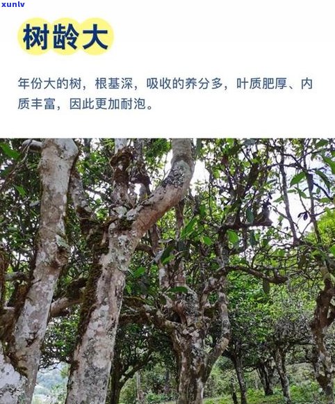 普洱苦竹山古树茶：揭秘其价格与产地，一文带你了解苦竹山普洱茶