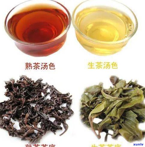 紫茶属于普洱茶吗-紫茶属于普洱茶吗为什么