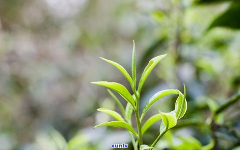 深入解析普洱古茶树的价值与意义