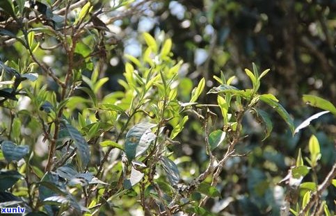 普洱茶景迈茶品种-景迈普洱茶价格