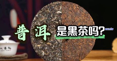 深入理解：茶友对普洱茶价值的独特看法与建议