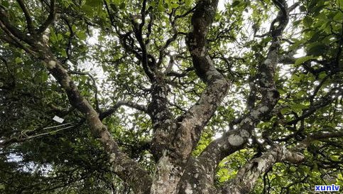 古树普洱茶核心茶-古树普洱茶核心茶是什么