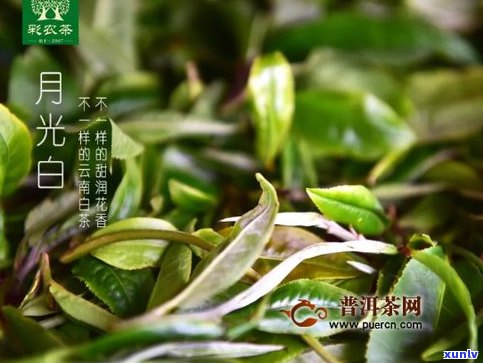 白茶堂普洱茶：价格表、冲泡 *** 与云南白茶园介绍