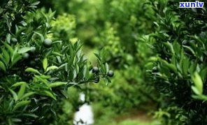 白砡茶坊：白簕茶的价格、药用价值与百度百科介绍