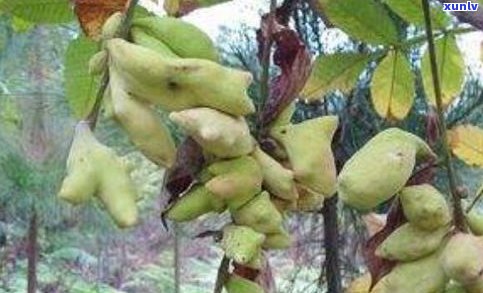 白砡茶坊：白簕茶的价格、药用价值与百度百科介绍