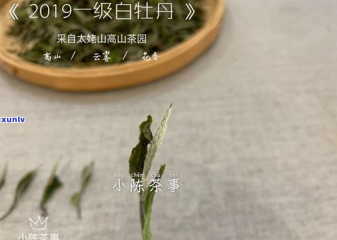 白砡茶坊：白簕茶的价格、药用价值与百度百科介绍