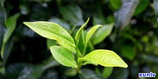 普洱大叶茶的好处、功效与作用全解析