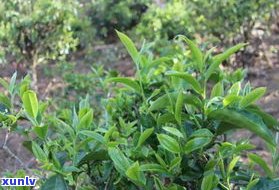 普洱茶大叶茶多大-普洱茶大叶茶多大年龄喝