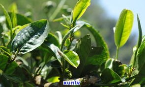 普洱茶大叶茶多大-普洱茶大叶茶多大年龄喝