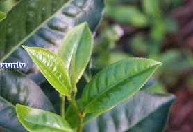 普洱茶大叶茶多大-普洱茶大叶茶多大年龄喝