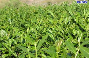 普洱茶大叶茶多大-普洱茶大叶茶多大年龄喝