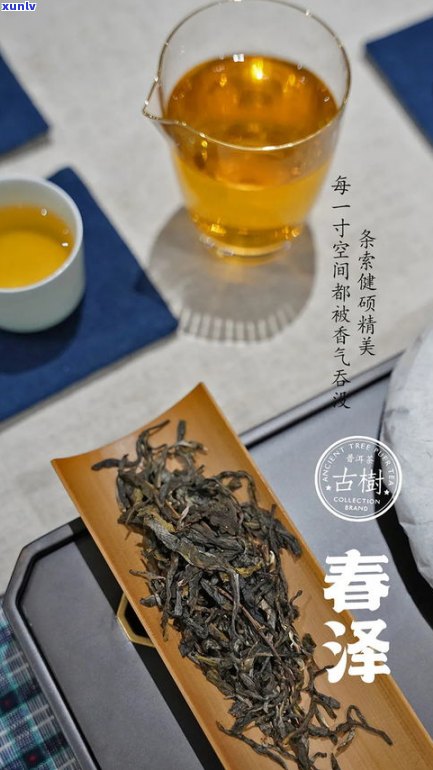 普洱茶王树茶价格多少？全网最全价格汇总！