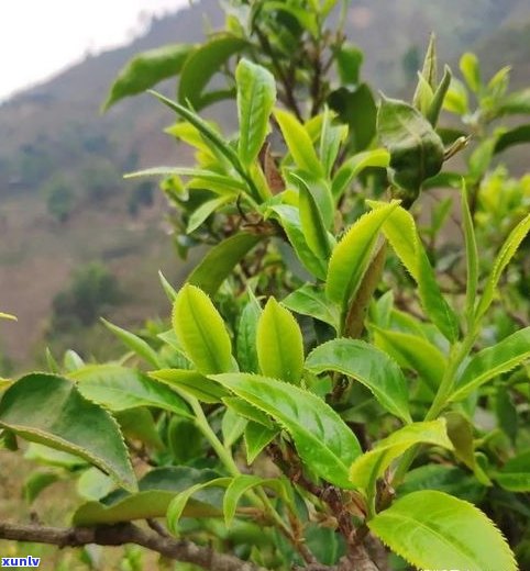 普洱茶的茶梗：好处与功效探析