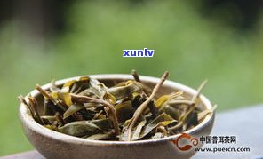 探究普洱秋茶的独特特点与口感