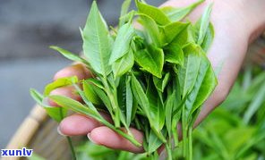 普洱茶拼茶的区别-普洱茶拼茶的区别和功效